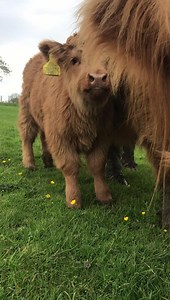 160K views · 53K reactions | Our teddy highland calves are enjoying all this recent sunshine in farmer Richards daily update! | Hall Hill Farm | Facebook