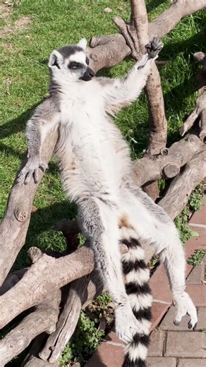 Why This Animal Worships the Sun ☀️🐒