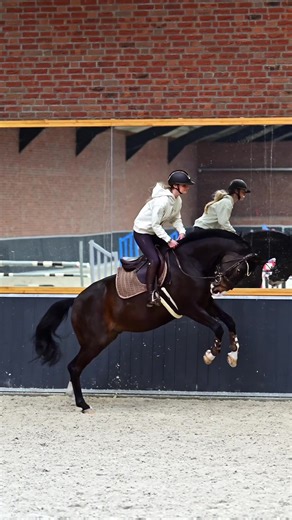 Funny Moments in Equestrian Riding