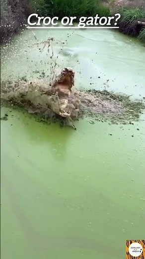 “Crocodile Camouflage: Nature’s Jump Scare!”