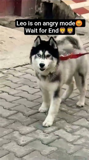 Angry Dog Video😡 #dog #angry #shorts #ytshorts #vlog #puppy #love #pets #viral #cute #ytshorts #cute