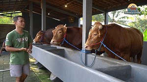 37K views · 1.4K reactions | Sapi Indukan & Bakalan kandang Setia Farm | SETIA FARM | Facebook