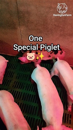 One Special Piglet 🐷✨ | Striped Baby Pig Among White Piglets