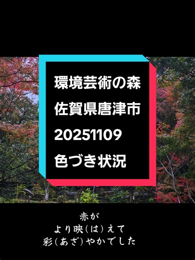 20251109撮影。 広葉樹を増やす事で、栄養豊富な土地となり、雨が降り注ぎ川となり、海へとつながっていく。森は海を育てる。その想いが込められた森である。 〒849-3115 佐賀県唐津市厳木町平之６６７ TEL 0955-63-2433（電話受付時間 午前9時～午後4時まで） 【開場時間】午前9時～午後4時 【入場料】 大人・高校生･････700円 小・中学生･･･････300円 幼児･････････････無料 団体20名様以上･･･600円 （団体のみご予約をお願いします） 【入場料】 11月のみ 大人・高校生･････1000円 小・中学生･･･････500円 団体20名様以上･･･900円 （団体のみご予約をお願いします） 【駐車料金】 駐車場 150台 バス10台 有料期間 11月のみ 軽・普通車･････500円/台 自動二輪車･････300円/台 バス･･･････3,000円/台 #紅葉スポット #環境芸術の森 #佐賀県唐津市 #Japan