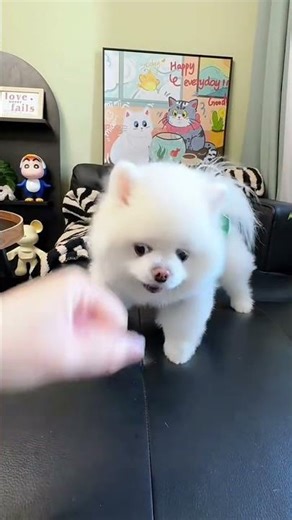 Cute Puppy Playing While Growling – So Funny! #trending #puppy #funnyshorts #fypシ゚viral