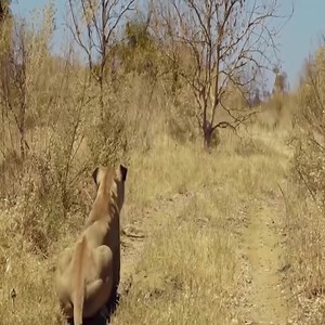 The strong mother zebra comes to rescue the poor baby zebra that runs away from the lion_👉👉👉 Join our group _ Animals Life | Soul