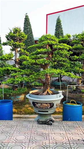 Em hàng kim cương cao 2m hoành 85 #vuonkiengngocmai #tungkimcuong #tunglahan #bonsai #vannientung