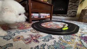 34K views · 462 reactions | Trackside commentary, dog edition   IG/ x2board | Scalextric | Facebook