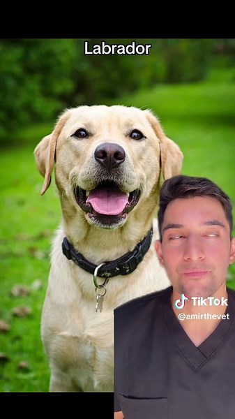 5 Dog Breeds I Would Never Own as a Vet