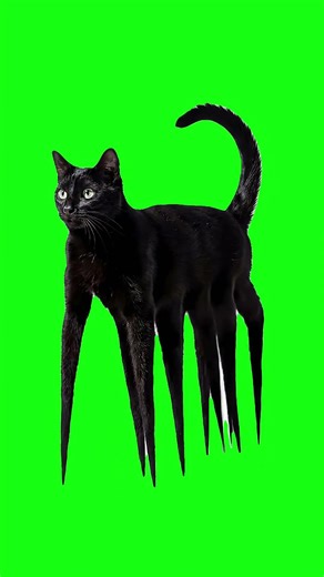 Cat Legs | Green Screen #funnycats #catmeme #viralpets #cat