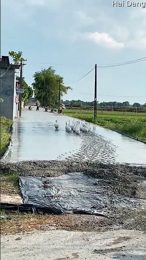 Ducks Waddle Through Wet Cement || ViralHog