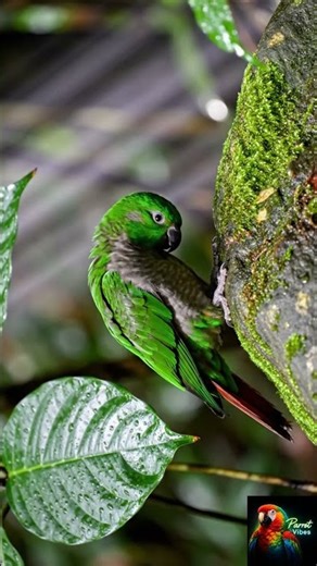 Green-cheeked parakeet