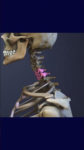What is the C5 - C6 spinal motion segment?