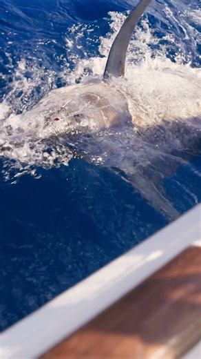 Anthony L Hsieh on Instagram: "A Blue Marlins first run is mind boggling. They can rip out several hundred yards at Mach five speed. They have this top gear that they go into, And then Blue marlin, on leader, you know, acts completely different, closer to the boat than a black marlin. Black marlin once you hook it. And, of course, I’m talking about when you hook a black marlin on the lure, because they all behave differently, whether you hook on the lure or on bait. Black marlin seems to be a lo