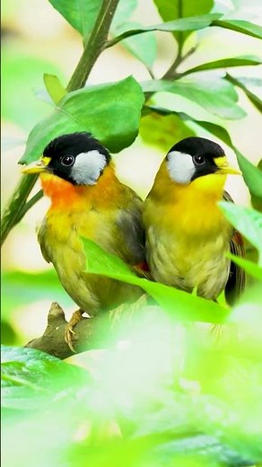 Bird Sounds | Singing Birds | Birds Chirping #animals #birds #bird