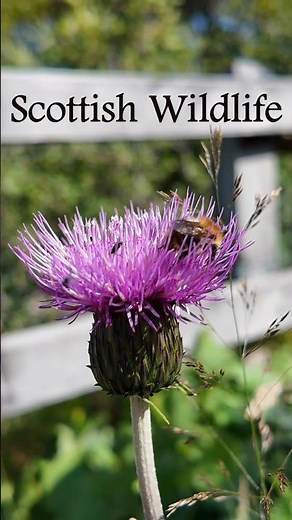 Scottish Highlands Wildlife Mountains, Lochs, and Hidden Gems #scotland #scottishhighlands #travel
