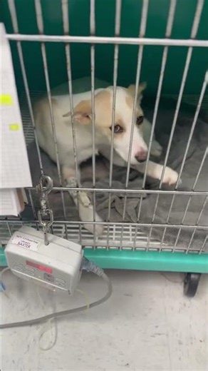 CRITICAL: Puppy With Parvovirus RUSHED To The Hospital For Urgent Treatment [STORY BELOW]
