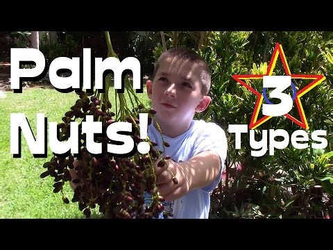 The AMAZING 3 PALM NUT HARVEST Adventure Video, Let's Make a Palm Nut Mountain!