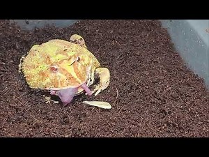 Live Feeding Albino Frog