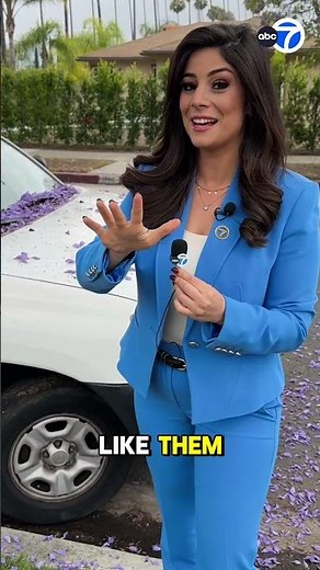 Do you like or dislike jacaranda trees?