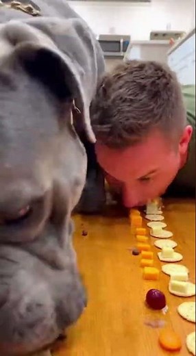 No Hand Food Eating Race | Man vs Cane Corso | Bite Race Showc