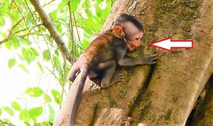 23K views · 1.3K reactions | Help me mommy! Poor tiny baby Blaze cry & screaming from high tree call mom hurry SAVe him almost falling down | Animals JoJo Family | Facebook