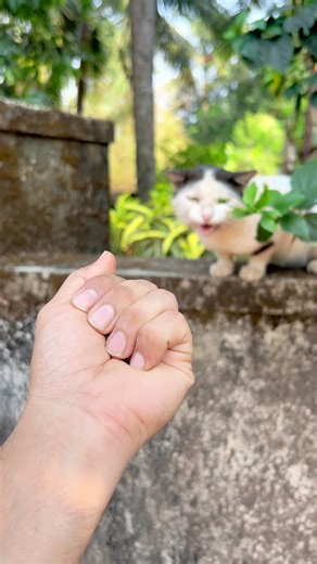 Cat meowing 🙀 to attract cat ! Cat sound ! Cat voice ! Cat videos ! Persian cat sound ! Cat ! Cats