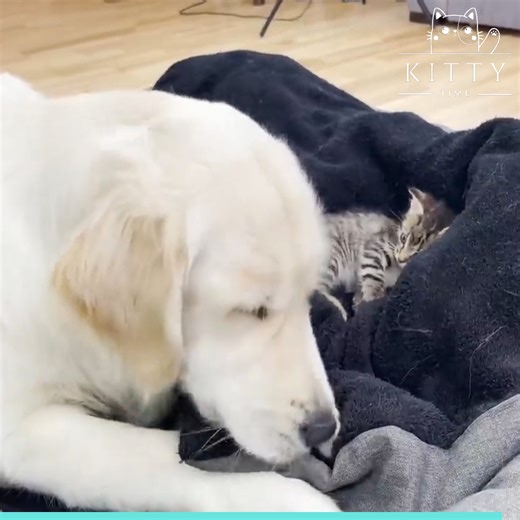 Unexpected Besties: Golden Retriever's Hilarious Response to a Tiny Kitten Taking Over His Bed! 😂🐾 | Kitty Time