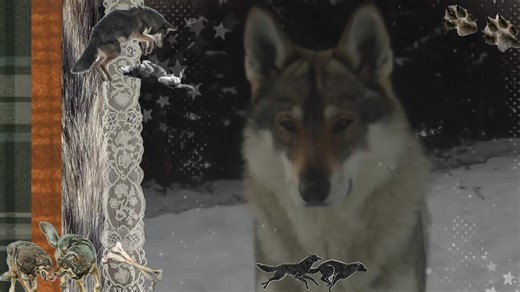 Exploring the Underrated Wolf