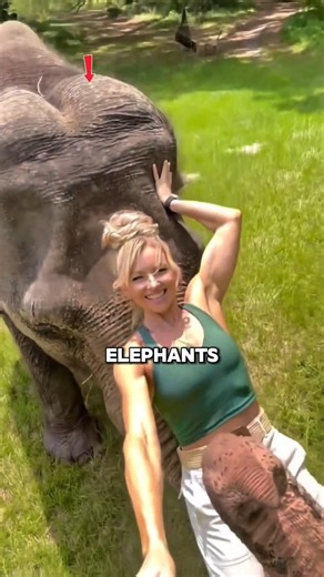 Why Elephants Treat Humans Like This