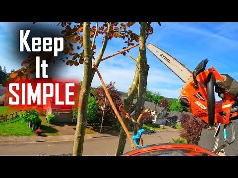 Don't Overthink it! Cutting Down a Tree is REALLY SIMPLE!