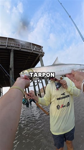 The most UNDERRATED saltwater fish