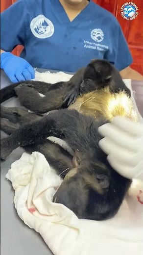 Electrocuted Monkey Mother (Dead) Arrives with Baby on Her Back