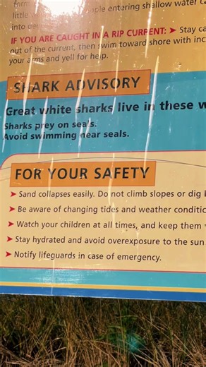 Cape Cod's Shark Alley: Danger & Beauty