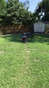 1K views · 53 reactions | He actually got up and went outside to potty. That's a good thing! You can see that back right leg, the knee going inward. Poor baby. He's eating now and seems to be feeling a bit better than the last day or so. Hopefully the meds will help him a little until we can figure what to do and how to do it. The one good thing is...his hips are fine!  | Great Danes, More than just pets | Facebook