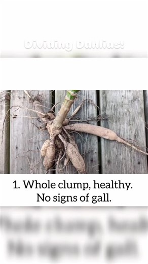 22 reactions | Dividing dahlias can be very intimidating! Don't worry, you'll get the hang of it! This is a basic video to identify gall and divide using most common tools. I'll post daily for some more tricks! PS. I made this video a couple years ago and forgot to mention that dipping in cinnamon is optional. #dividingdahlias | Curly Girl Gardening | Facebook