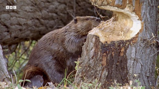 Remarkable Footage of a Beaver Felling a Tree in Just a Few Hours to Build a Protective Dam
