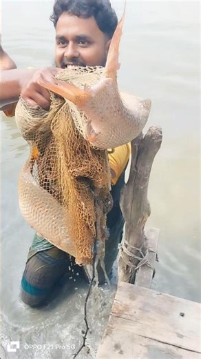 Unique Method for Trapping Eels Using Survival Skills