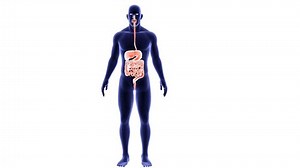 human digestive system consists of the gastrointestinal tract plus the accessory organs of digestion the tongue salivary glands pancreas liver stomach large intestine small intestine 3d animation