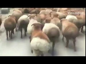 THICC SHEEP