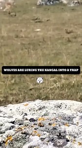 269K views · 2.9K reactions | WOLVES ARE LURING THE KANGAL INTO A...