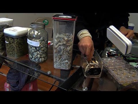 Growing support for legalizing "magic mushrooms" in Washington state