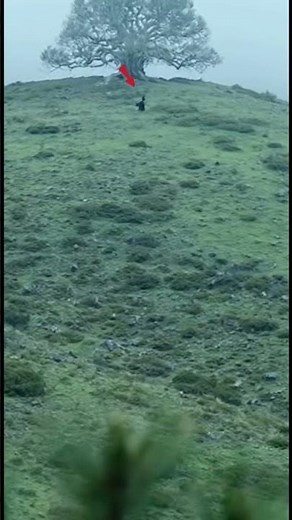 Who is this 😳 | #youtubeshorts #viral