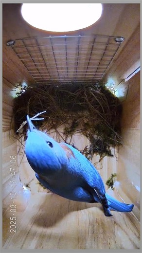 Wild Birds Unltd. Mt. Pleasant on Instagram: "For Day 7 of our 12 Days of Smart Camera Birding, we’re highlighting the smart camera nest boxes! Last spring, I watched the entire story of a bluebird family unfold through my BirdReel nest box. From the first piece of nesting material to the very last fledgling hopping out into the world. It was honestly more entertaining and meaningful than I ever expected. In today’s clip, you’ll see one of my favorite moments… a bluebird pulling out a piece of n