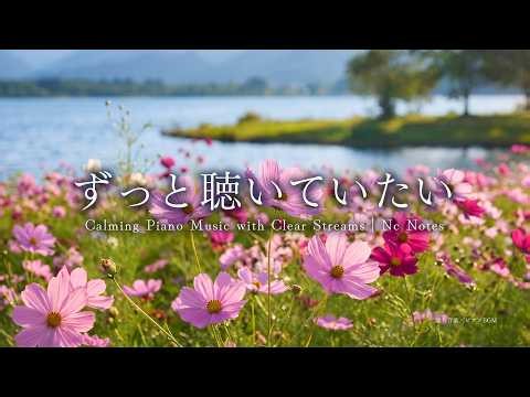 【秋の癒しBGM/小鳥のさえずり】コスモス揺れる風景とやさしいピアノ 〜ずっと聴いていたい〜｜作業用・勉強用・睡眠用BGM ｜自律神経が落ち着く・ストレス解消・途中広告なし