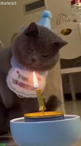 Funny Cat 🙀 kitten meowing call ❤️ # #2419