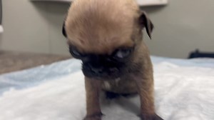 Pug Rescue of San Diego County on Reels