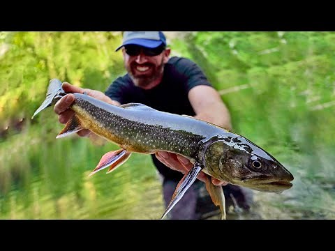 Todesklarer Bergsee - wir sehen alle Fische bis zum Grund (riesige Forellen & Saiblinge)