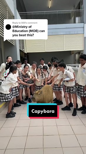 Replying to @000 Challenge accepted. Capy pulled up at Yishun Primary today to CAP off Term 1 😍 Took a while because of #MOECOS2023. Check out what we’ve been busy with at go.gov.sg/moecos-2023 #fyp #sgfyp #fypsg #sgtiktok #sgtok #schooltok #studenttok #yishunprimary