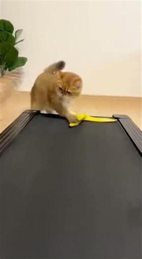 Corgi Throws Banana Peel! Cat Slips Owl Laughs Out Loud #funny #pets #animals